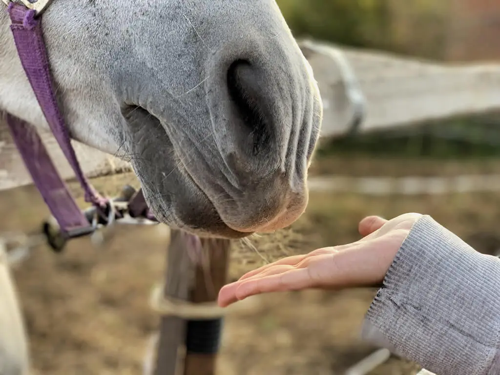 Horse Ride